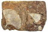 Two Fossil Ginkgo Leaves From North Dakota - Paleocene #253834-1